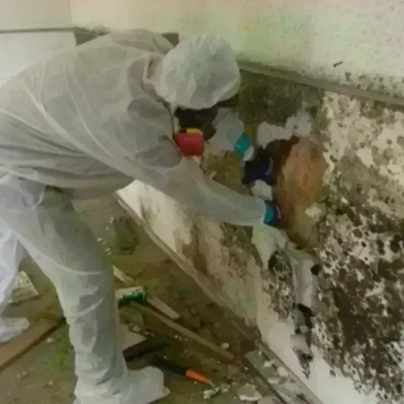 Mold Remediation and Removal in Weston, OH